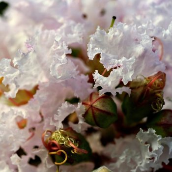 Lagerstroemia Indica (Myrta krepová) ´SARAH´S FAVORITE´ - kont. C2L, výška: 30-50 cm (-15°C)